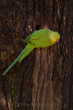 Ring-necked Parakeet 